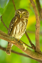 The ferruginous pygmy owl (Glaucidium brasilianum) is a small owl that breeds in south-central Arizona and southern Texas in the United States, south through Mexico and Central America