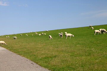 Fototapeta premium Deichlaemmer am Watt am Nordstrand. Alter Koog, Schleswig-Holstein, Deutschland, Europa