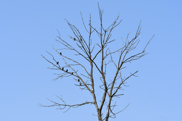 Small flock of Common Starlings perched on top of a dead tree under a blue sky