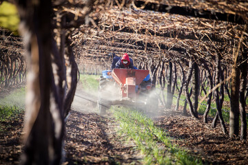 Close up image of farmworkers putting down fertilizer in a block of table grapes in south africa