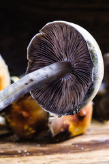 The Mexican magic mushroom is a psilocybe cubensis, whose main active elements are psilocybin and psilocin - Mexican Psilocybe Cubensis. An adult mushroom raining spores