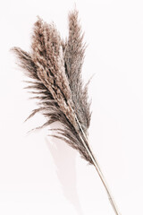 Fototapeta premium Autumn twig on white background decor minimal art
