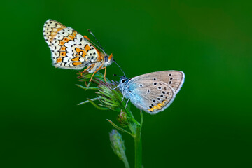 Macro shots, Beautiful nature scene. Closeup beautiful butterfly sitting on the flower in a summer garden.

