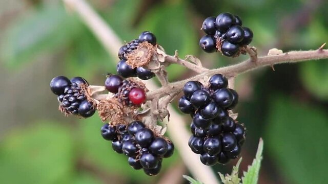 Wild fruit, blackberries, hanging on a bramble bush waiting to be picked and eaten