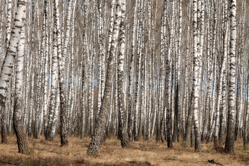 Trunks of birch trees, birch forest in spring, panorama with birches