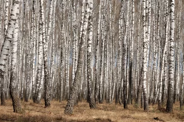 Schilderijen op glas Trunks of birch trees, birch forest in spring, panorama with birches © makam1969