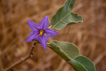 Flor de jurubeba  no galho da planta.