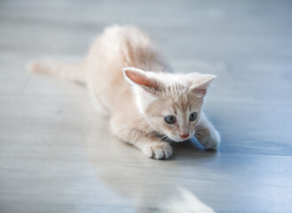 Amazing ginger (red) kitten in alert. On grey wood floor background.
