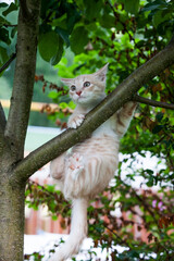 Summer country life of ginger cat. Cat on the tree. With wide-open eyes.