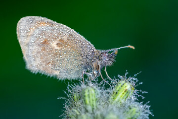Macro shots, Beautiful nature scene. Closeup beautiful butterfly sitting on the flower in a summer garden.

