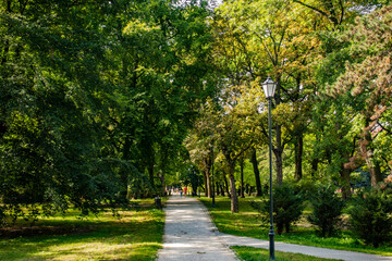 Łódź miasto park aleja ścieżka drzewa jesień