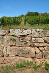 weinberg an der Hiwweltour heideblick