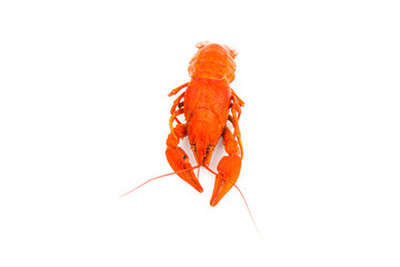 Boiled Fresh Crayfish,Crawfish,  isolated on white background