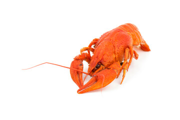 Boiled Fresh Crayfish,Crawfish,  isolated on white background
