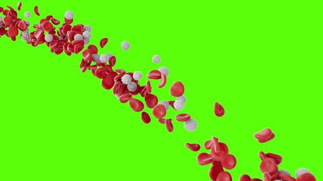 Flow red and white blood cells on a green screen. Flow of blood in a living organism. Scientific and medical concept. Transfer of important elements in the blood to protect the body, 3d animation
