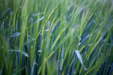 like thousand needles growing to sun