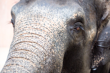 Asian female elephants beg for food at a zoo in Liaoning, China
