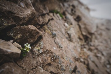 A flower at the mountain top