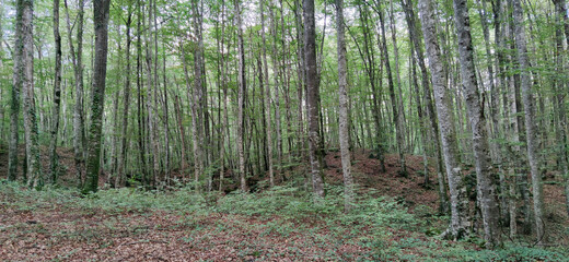 Fototapeta premium forest