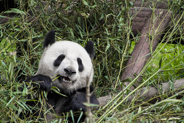 Closeup shot of a panda  eating bamboo © Luis Martinez Merlos/Wirestock