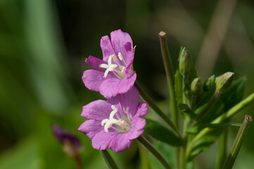 Fototapeta premium Rauhes Weideröschen