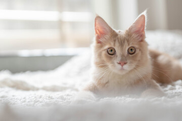 Fototapeta premium ノルウェージャンフォレストキャット24