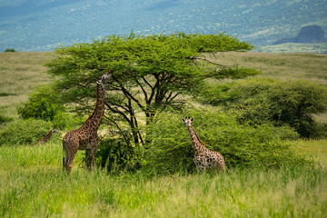 Wild Giraffes in North Tanzania Arusha Region, Coast of Lake Natron Grazing in a Bush Under big...