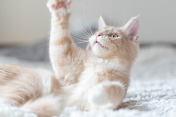 ノルウェージャンフォレストキャット33