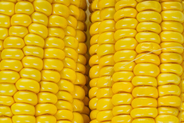 Raw Corn cobs isolated on white background. Close up