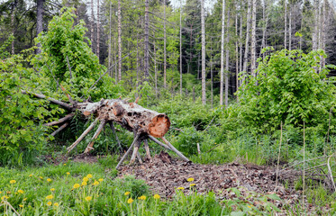 fallen tree in the forest