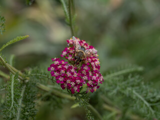 Gemeine Schafsgarbe mit Biene