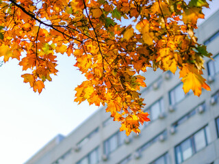 Bottom view of yellow-orange maple leaves against the backdrop of a building. Lush golden autumn foliage in the city on a sunny day. Beauty of nature.