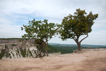 Two crooked trees on the edge of a rocky cliff. Desert plateau above the limestone canyon in Bakhchisarai. 