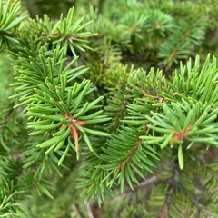 pine needles