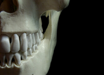 Memento Mori, human skull surronded by darkness