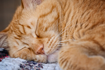 Fototapeta na wymiar Cute ginger cat sleeping on a colored rag
