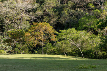 Fototapeta premium sunbathing on trees at sunrise in the bolivian jungle
