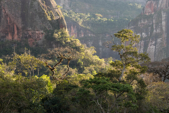 sunbathing on trees at sunrise in the bolivian jungle