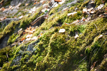 Obraz na płótnie Canvas Moss covered stones in the Siberian forest in summer in Russia