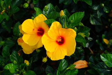 Orange, yellow and red hibiscus flower in bloom