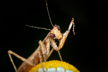 Close up of pair of Beautiful European mantis ( Mantis religiosa )