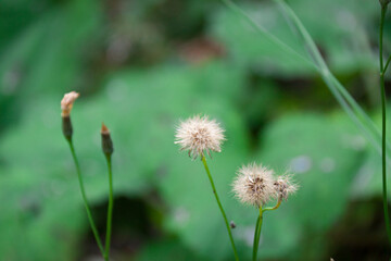 dandelions with green leaffs in Siberia in Autumn