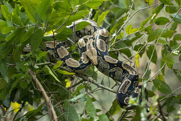 wild python snake curled up on a tree