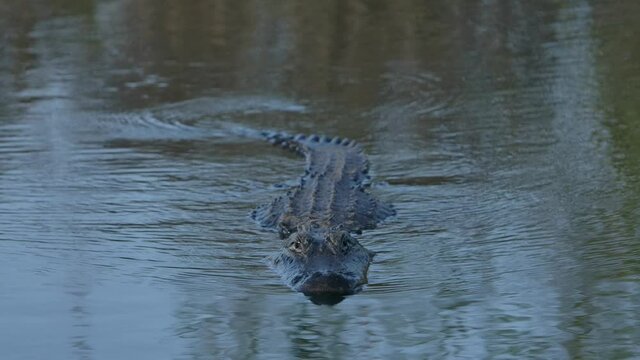 american alligator swims straight towards you super slomo