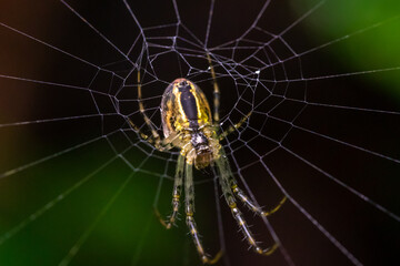 spider in the center of the cobweb on a blurred background