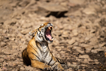 wild bengal tiger resting on rocks and taking yawn at ranthambore national park or tiger reserve...