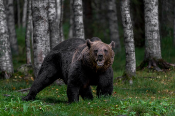 Fototapeta na wymiar Brown bear in North Karelia of Finland. Bear watching is a popular attraction in North Eastern Finland where bear population in healthy.
