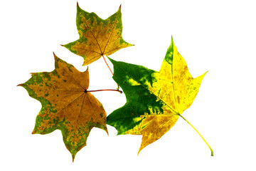 Three autumn maple leaves