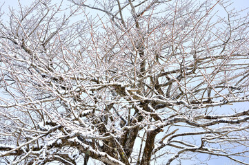 雪の樹木