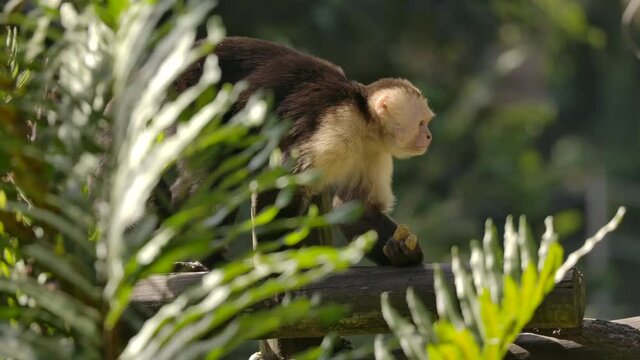 capuchin monkey walks along log with snack slow motion